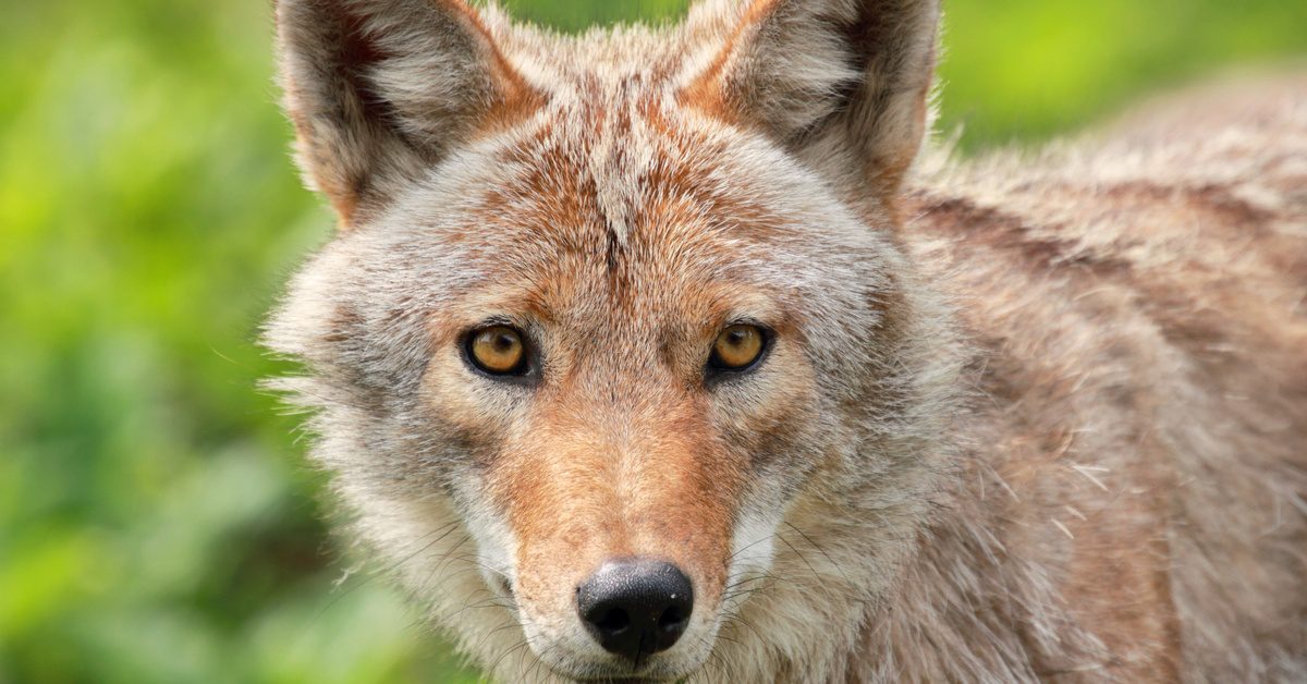 Close-up of the face of a coyote, which has red and white hair across its body. Its eyes are gold in color.