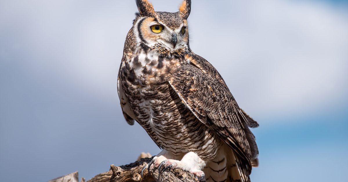 A great horned owl sits on top of a tree branch, with its talons curled around it. Its eyes look downward.