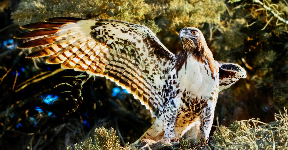 A red-tailed hawk spreads its large wing while standing on a tree branch. It has dark red feathers throughout the wing.