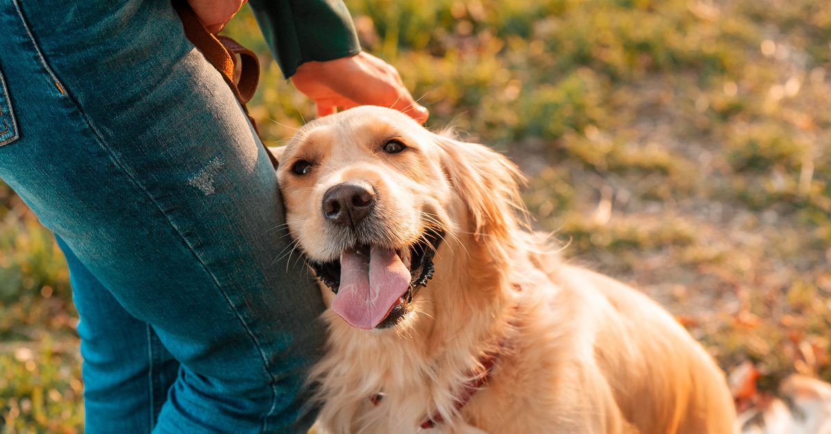 A Golden Retriever sits in a grassy area and pants happily while a person pets them with one hand and holds a leash.
