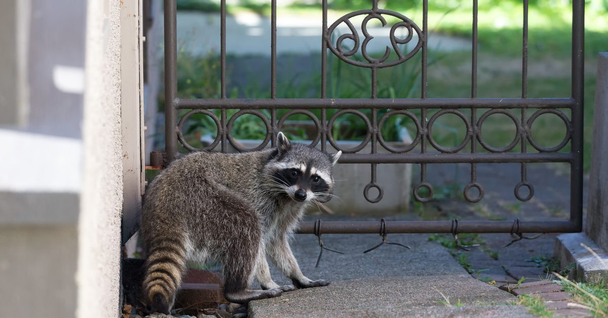 A raccoon walks on the steps on the outside of a house. It stands next to a metal gate with the numbers "936" in reverse.
