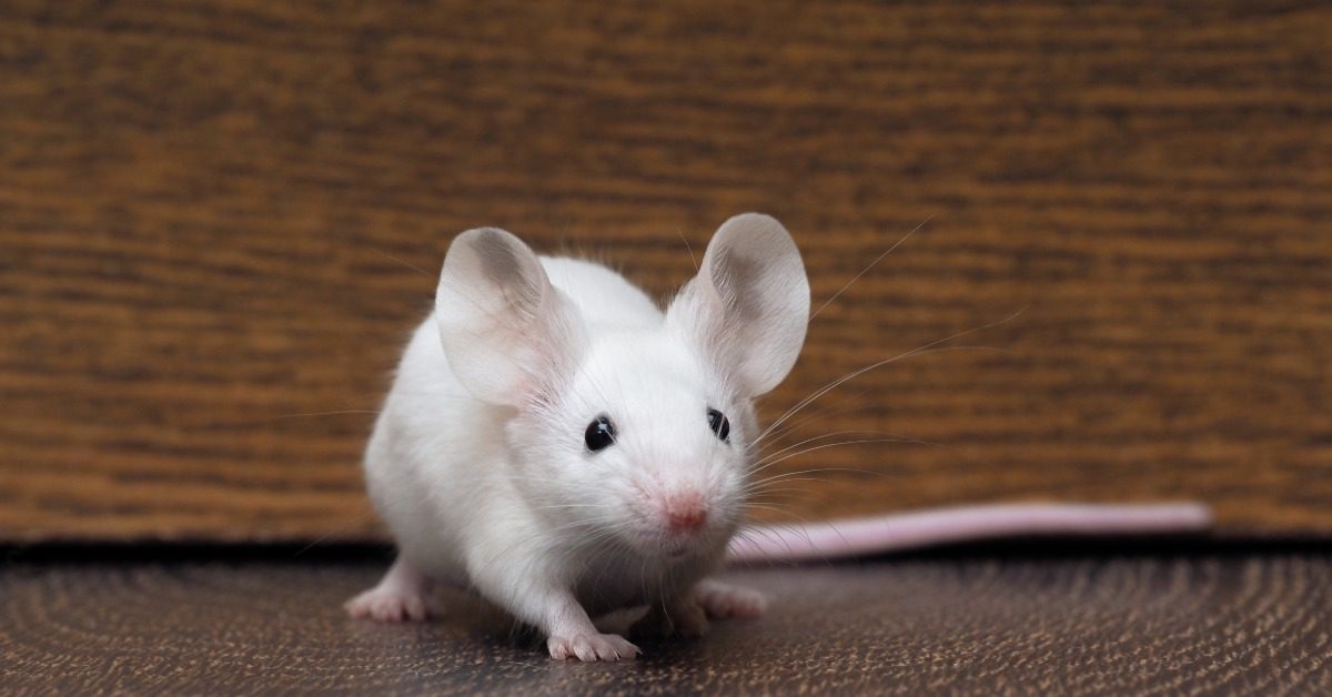 A small white mouse with a long tail and a pink nose sits on a wooden floor. It is in front of a wooden wall.