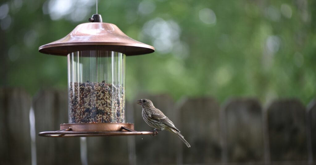 A tiny bird stands on the edge of a feeder, filled with birdseed. A wooden fence stands in the background.
