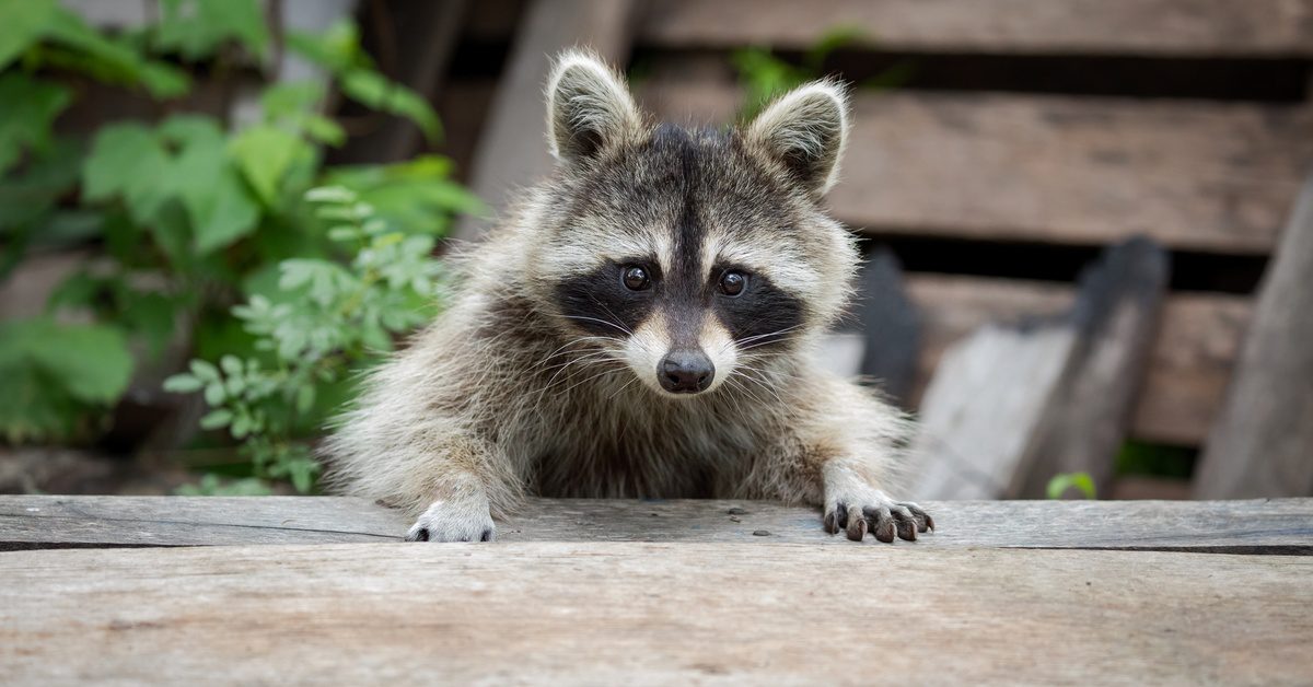 A small raccoon stares at something intently while putting its paws on a wooden deck. A shed stands behind it.
