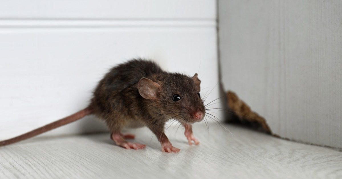 A gray rat sits near a wooden wall in the corner of a room. The adjacent wall features a small hole in the wood.
