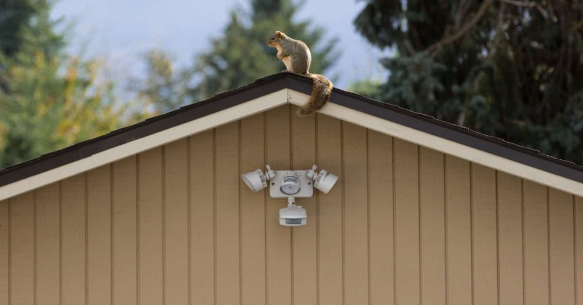 A squirrel sits on top of the roof of a home, with its tail curled around the edge. The structure features outdoor lights.