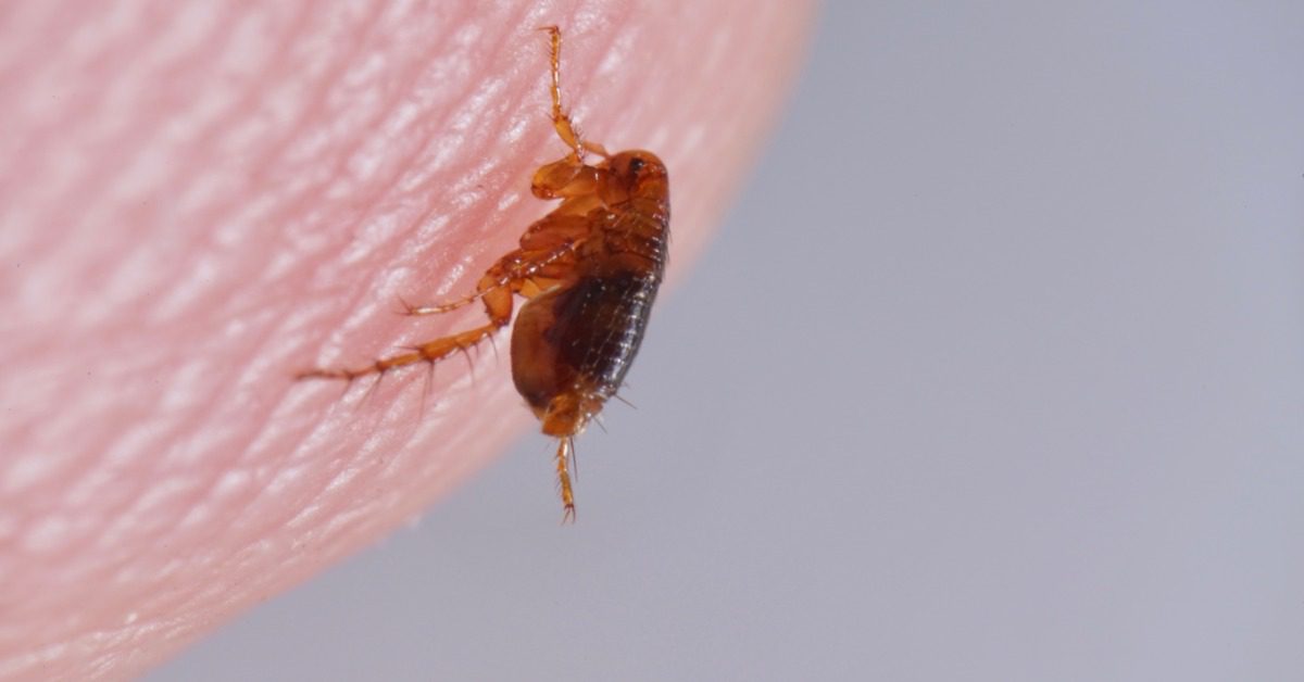 Close-up of a brown flea, using its legs to crawl on a person's skin. Both are against a light gray background.