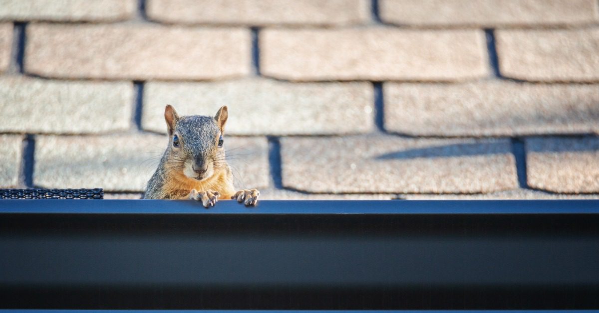 A squirrel peeks out from the edge of a gutter attached to the roof of a home. Faded shingles are in the background.