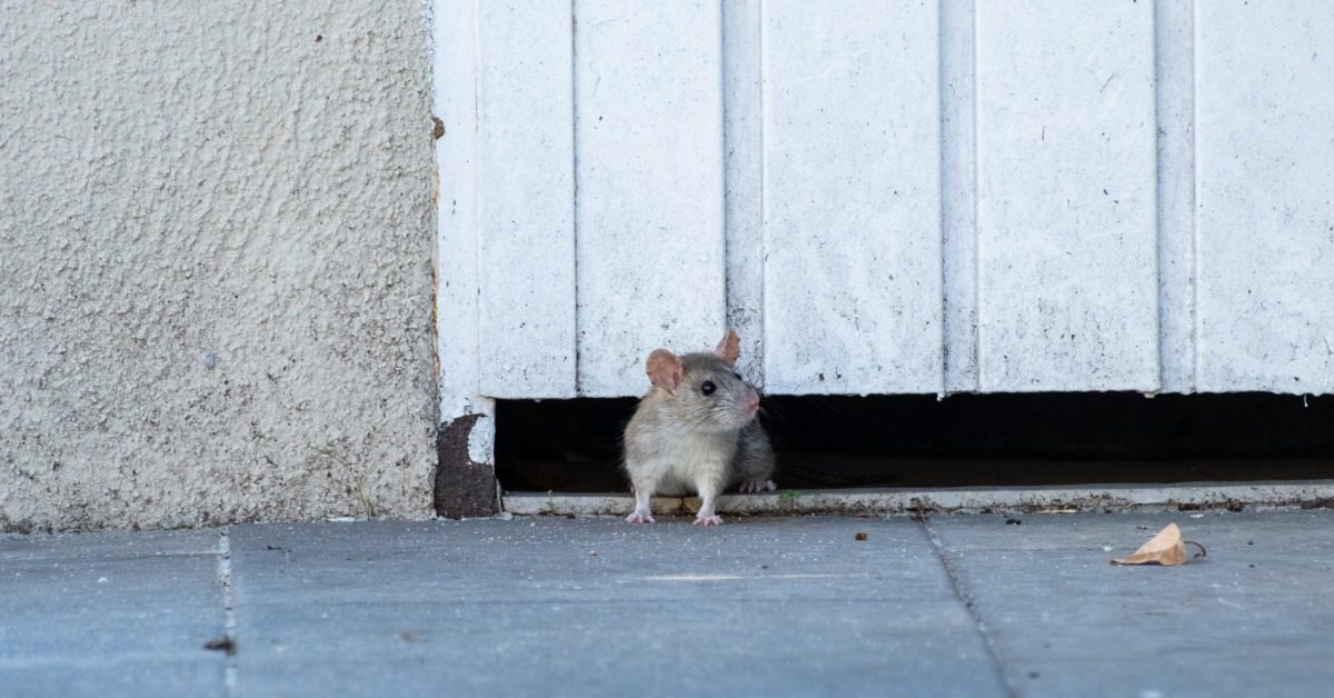 A small gray rat crawls out from underneath a wooden gate and looks around. Its paws are on blue paneling.