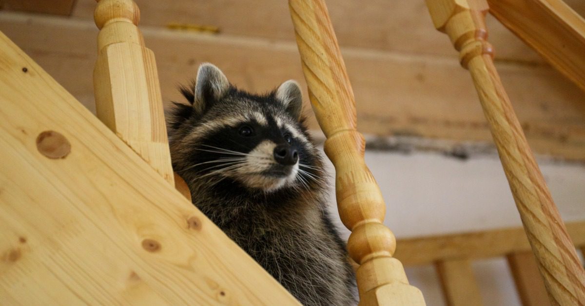A raccoon sits on a wooden stairway in a house. It looks at something between two of the bars in a railing.