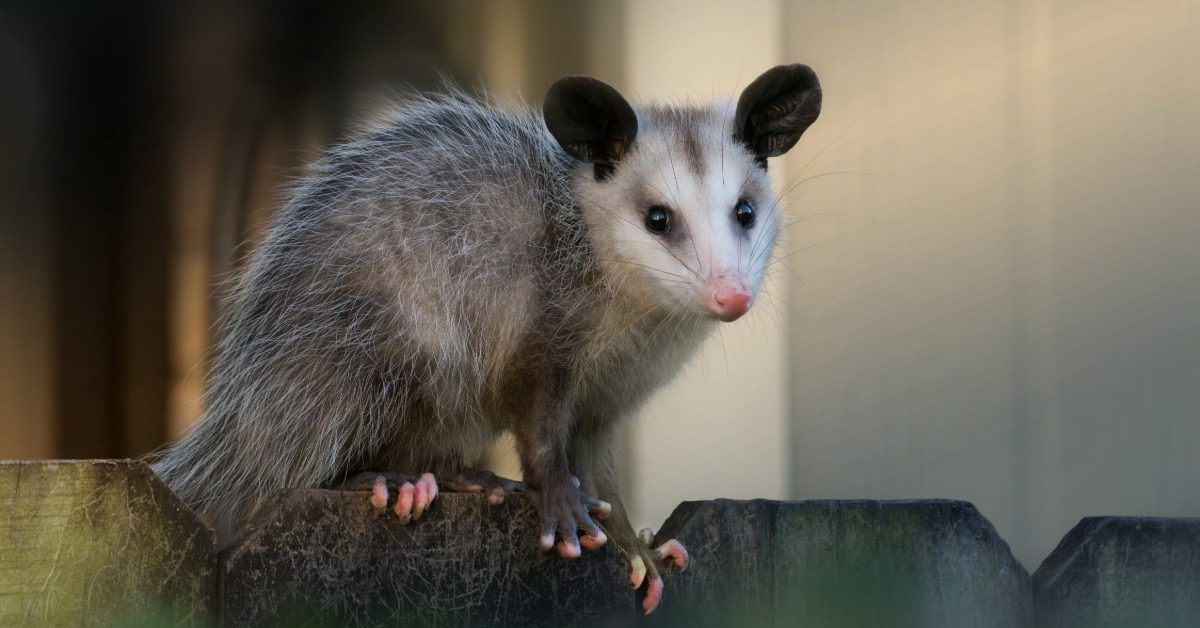 A small opossum with large ears and a pink nose crawls along the edge of a fence in a neighborhood.