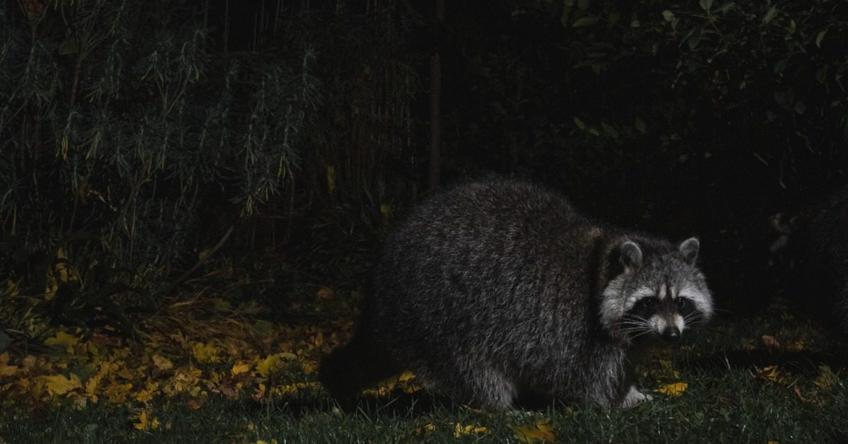A raccoon walks through a dark, grassy area at night. Trees stand in the background behind the raccoon.