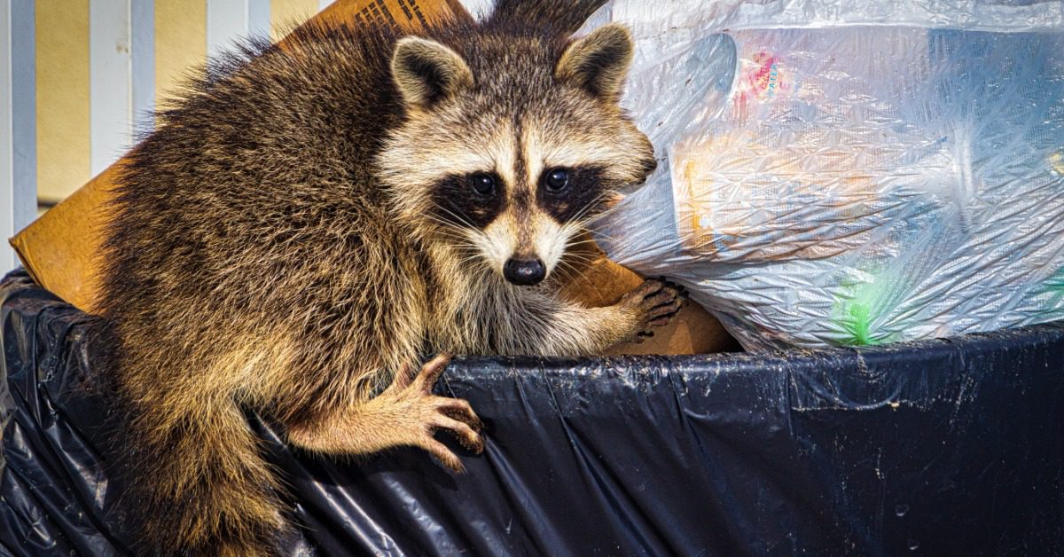 A raccoon is on top of a trash bin that features a cardboard box and a trash bag with various items inside.