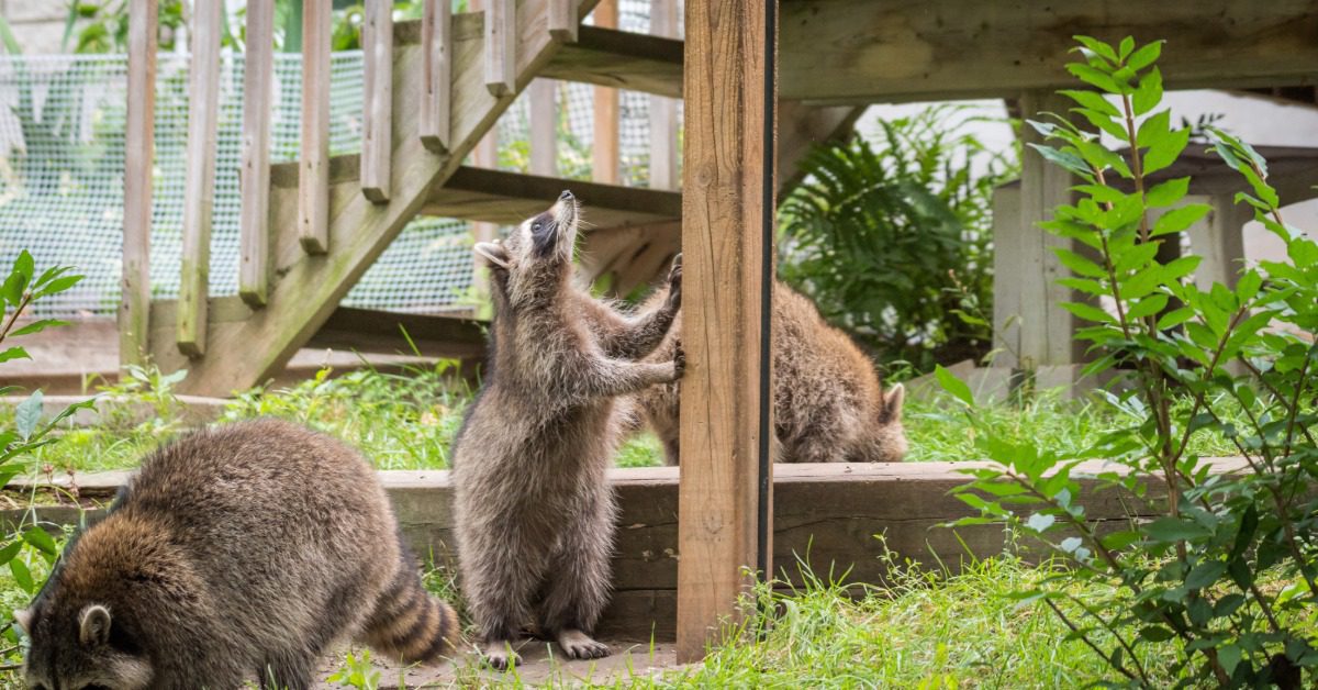 Three raccoons walk or stand in a backyard. One of the raccoons looks at a wooden beam from the house's deck.