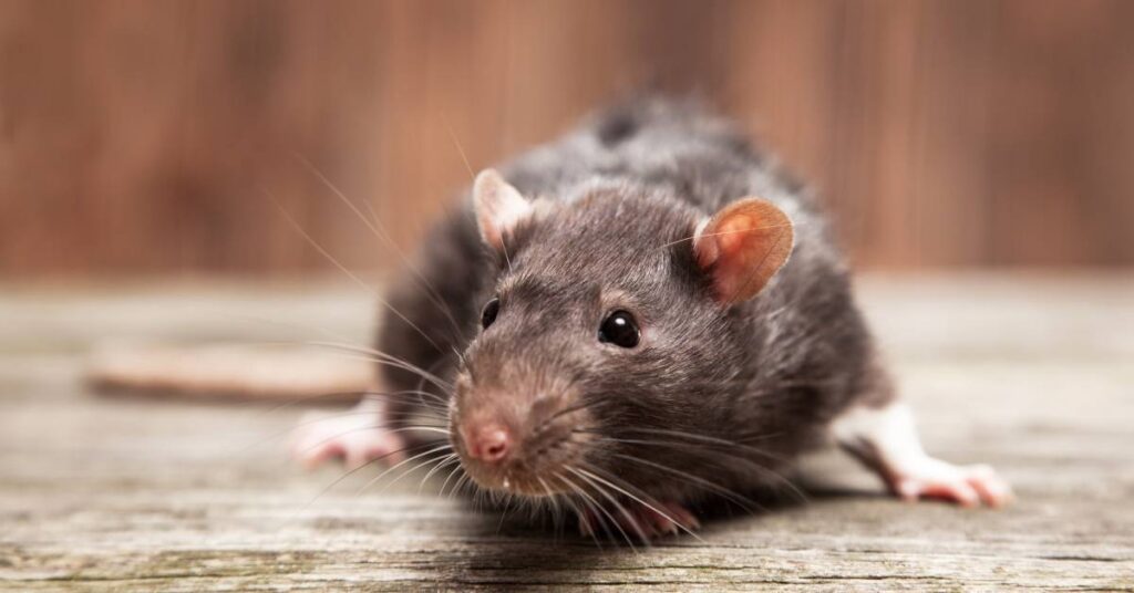 A gray rat lies across wood paneling in front of a brown background, with pink ears, long whiskers, and its tail visible.
