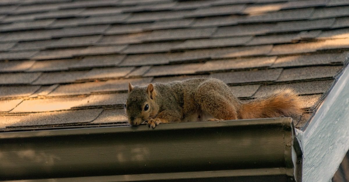 A gray squirrel lies along a roof gutter below brown shingles, with its bushy tail stretched behind it.