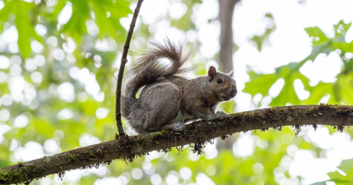 A gray squirrel crouches on a mossy tree branch. Several tree branches have bright green leaves in the background.