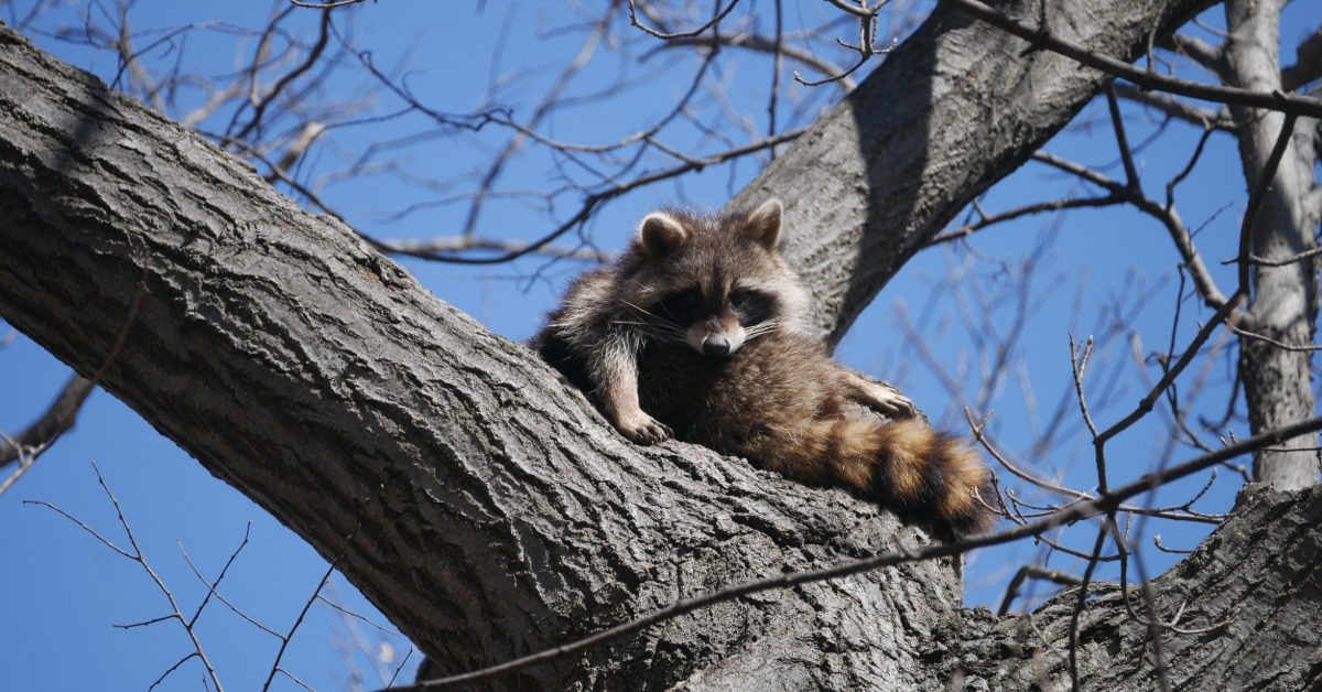 A raccoon rests on a large tree branch among bare limbs under a clear blue sky. It has sunlight on its fur.