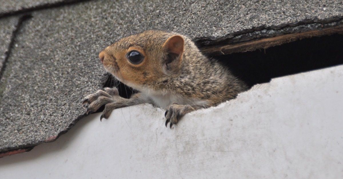 A squirrel emerges from a gap between gray roof shingles and a white trim board. It has its paws on the edge.