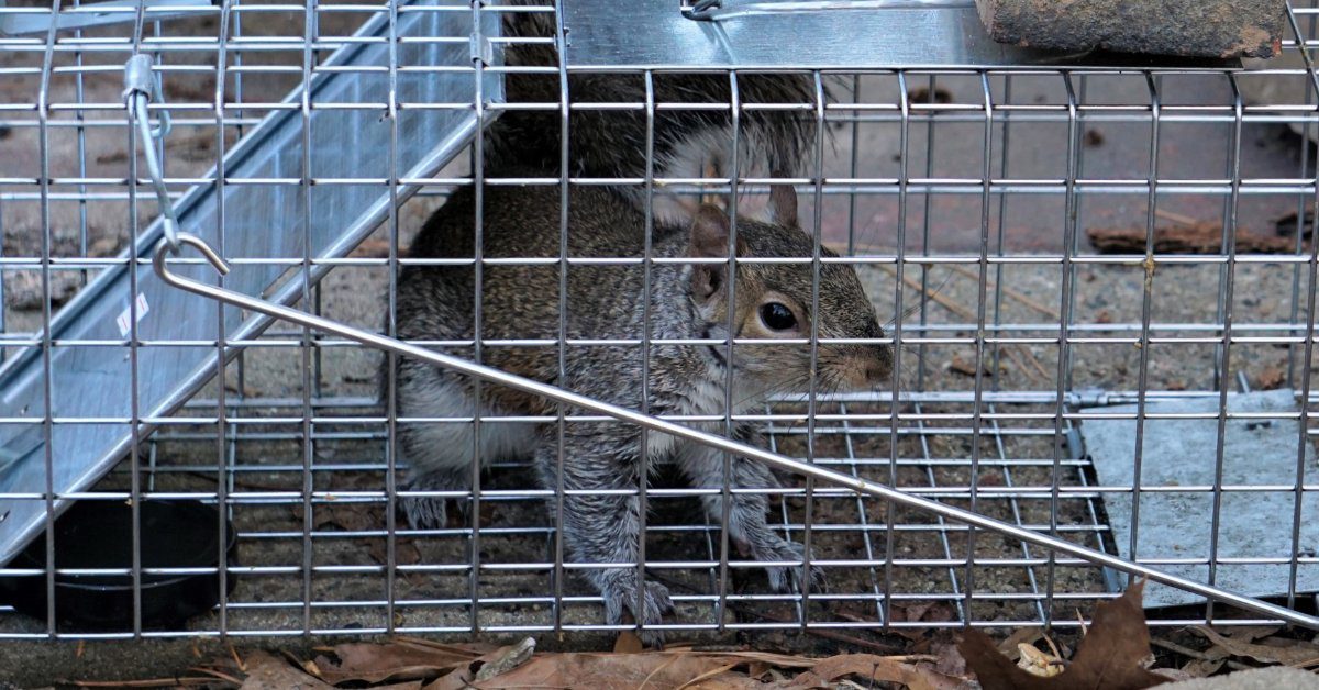 A closeup on a squirrel that has been caught inside of a live trap. It is looking out from in between the cage bars.