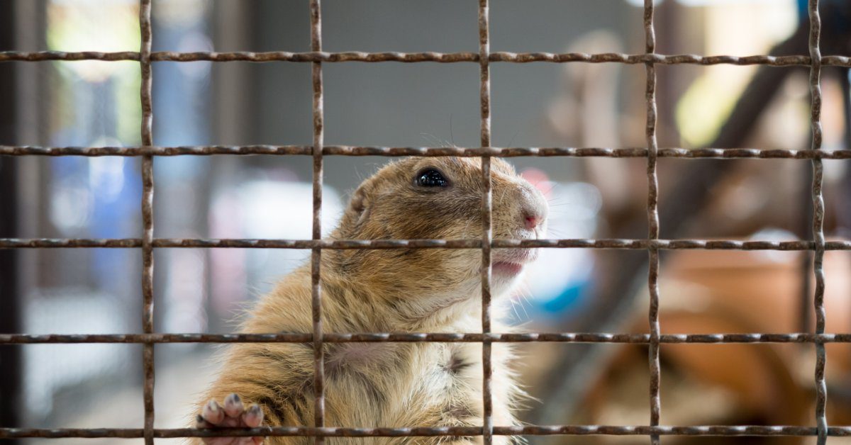 A closeup on a squirrel's face as it is trapped behind a cage's bars. The squirrel's hands are on the bars as well.
