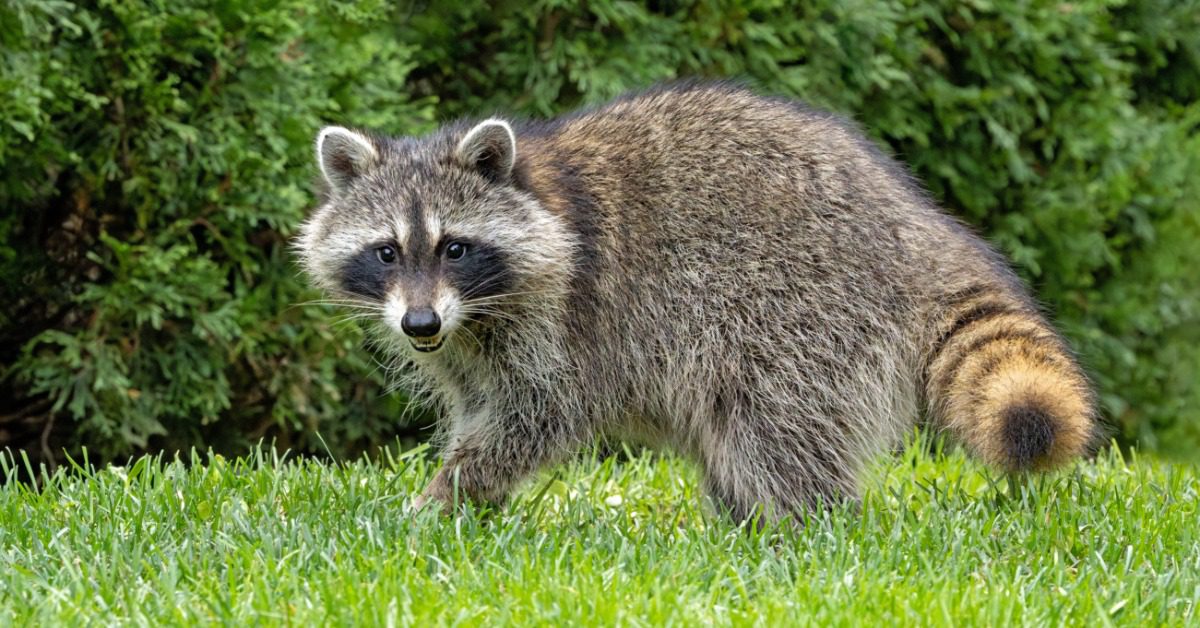 A wide-eyed raccoon walks through bright green grass with dense leafy shrubs in the background. Its fur is brown and gray.