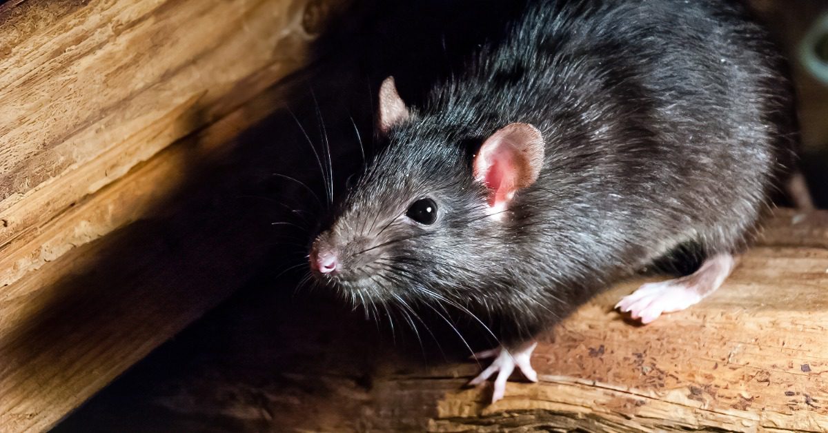 A black rat sits on and around rough wooden beams. Its eyes are wide open, and it has pink ears and small paws.