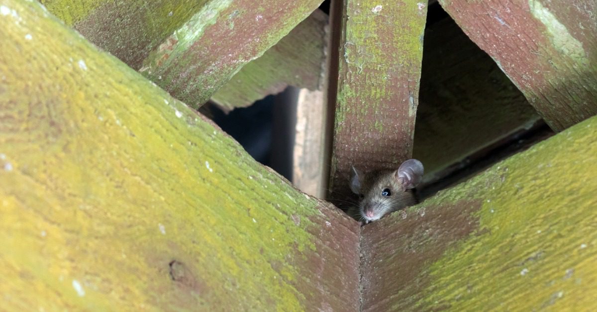 A closeup on a small mouse that is looking over the edge of a wooden beam that is part of a building's rafters.