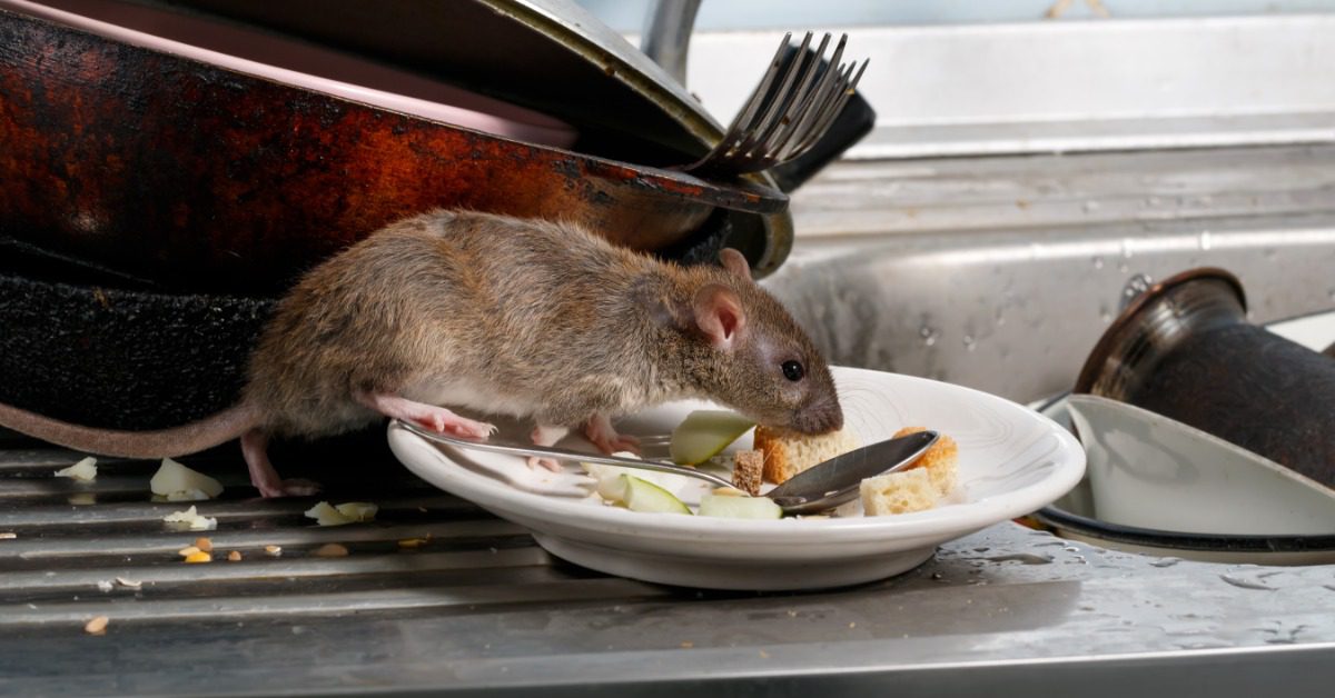 A closeup on a young rat that is walking across a dirty plate of food that is placed on a countertop.