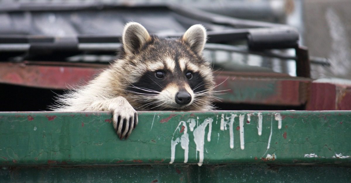 A closeup on the face of a small raccoon that has climbed into a dumpster. He has one paw hanging over the edge.