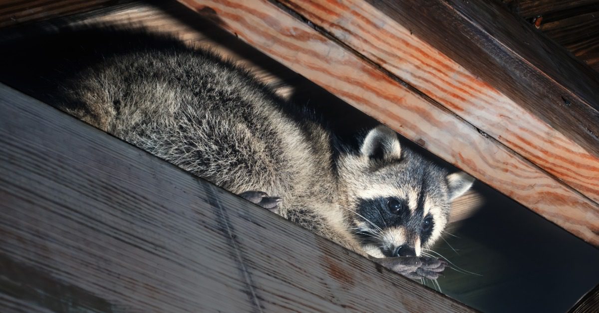 A small, American raccoon that has climbed up and wedged itself into the wooden rafters of an old house.