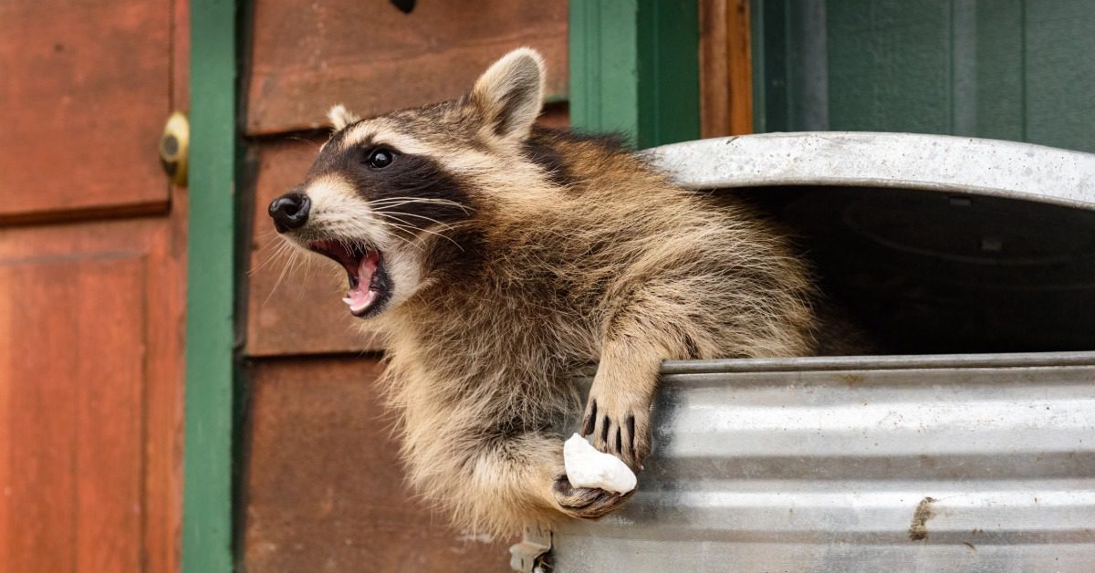 A closeup on a large raccoon that has gotten into a metal trash can. He is leaning out of it with his mouth open.