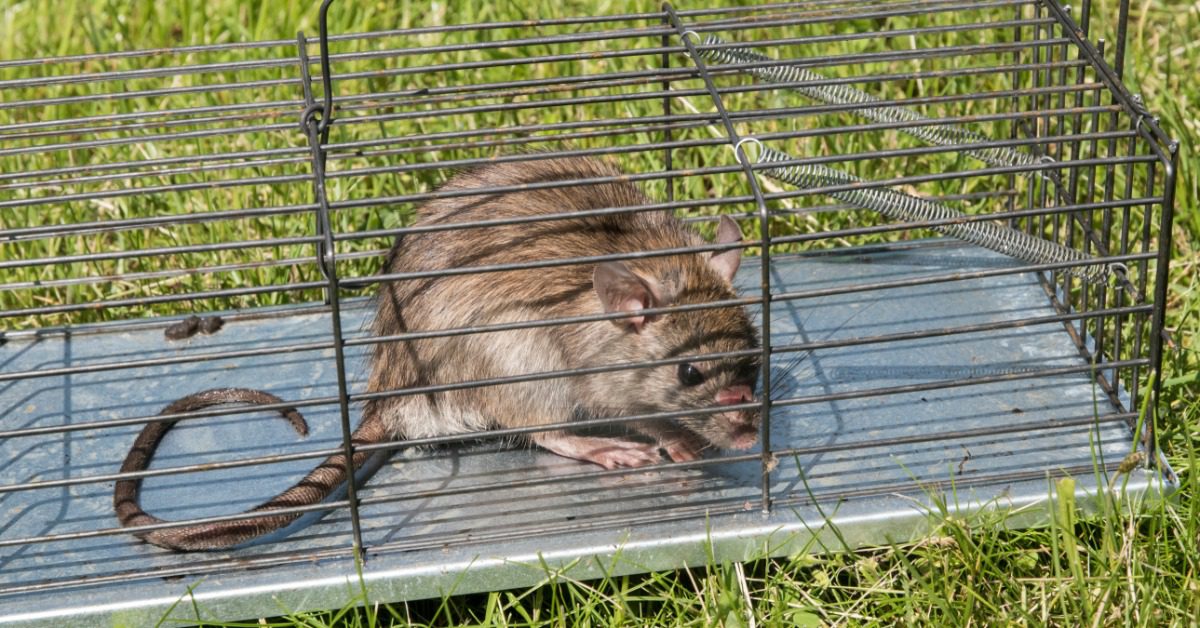 A closeup on a brown furred rat inside of a humane animal trap. The trap is placed on the grass outside.