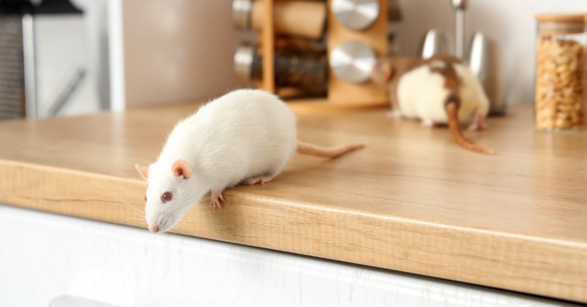 Two large, white rats standing on a countertop in someone's kitchen. One rat is looking over the counter's edge.