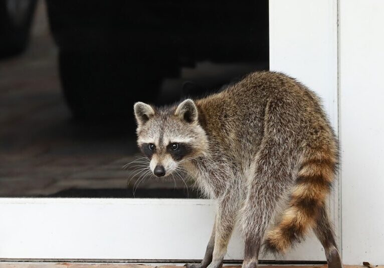 A raccoon stands on its paws cautiously as it walks near the glass door of a home. The door has a white frame. A raccoon stands on its paws cautiously as it walks near the glass door of a home. The door has a white frame.