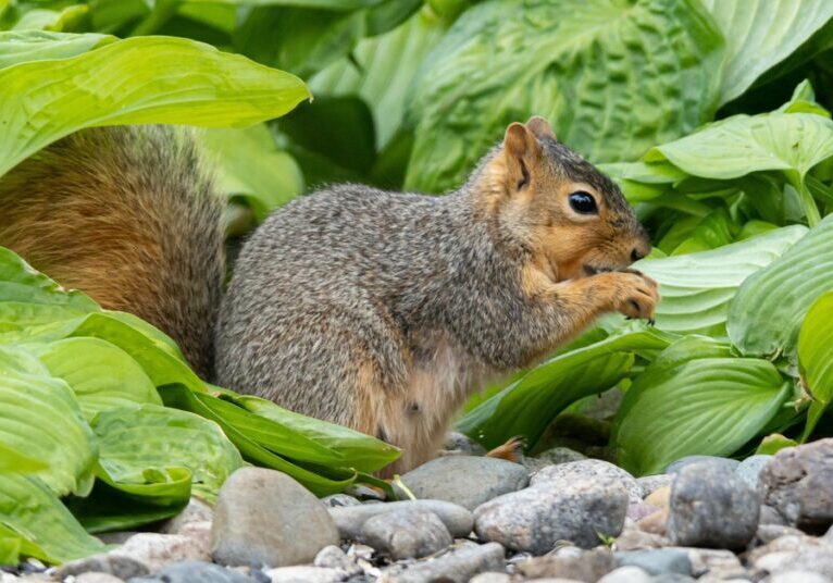 A squirrel stands on its hind legs in a garden, munching on plants. An area of gravel is in the foreground.