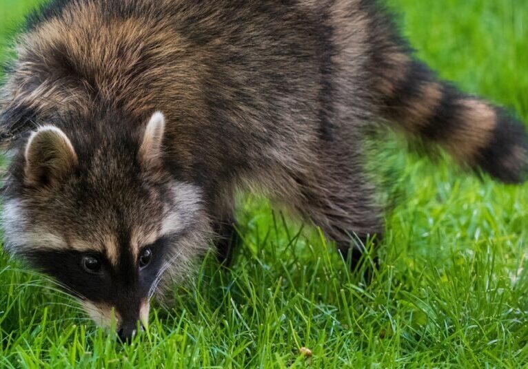 A striped raccoon walks on a bright lawn in daylight. The animal has its nose to the ground and sniffs around.