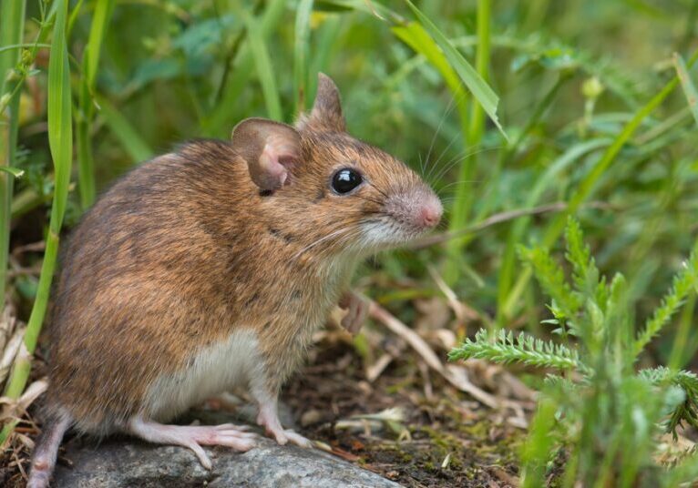 A mouse sitting on a rock in a grassy area. The mouse has a brown coat, a pink nose, and long whiskers. A mouse sitting on a rock in a grassy area. The mouse has a brown coat, a pink nose, and long whiskers.