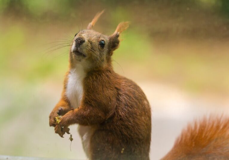 A squirrel sits on a windowsill and looks inside a home. Its ears are up, and it holds something in its paws.