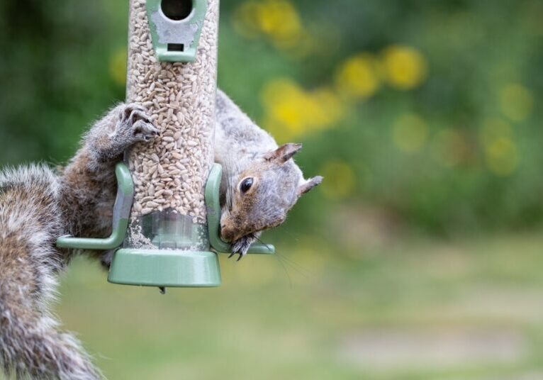 A gray squirrel eats seeds out of a green bird feeder. The animal is coiled around the plastic structure.
