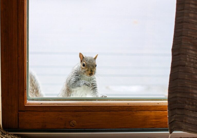 A squirrel peers through a window in a sliding door into a home. The door features a brown curtain.