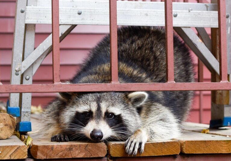 A raccoon lies on the porch of a pink house, with its head underneath the frame of a railing. It also lies under a ladder.