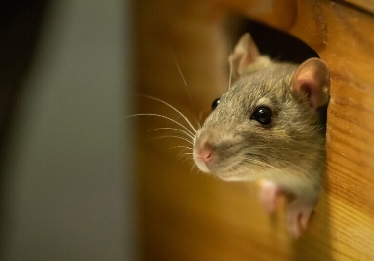 A small gray rat sticks its head out of a hole in a wall. It has black eyes and whiskers on the end of its nose.