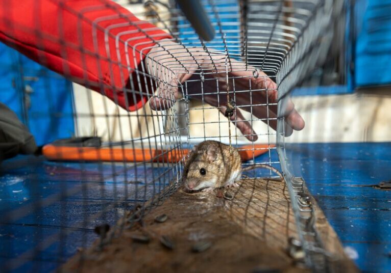 A mouse in a cage. There is a hand in the background holding the cage, and there are blue shutters on a building.