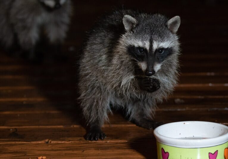 Two raccoons approach a cat's water dish sitting on a home's deck at night. One of the raccoons stands on its hind legs.