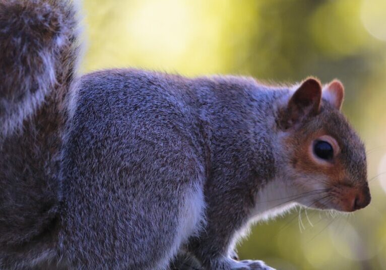Close up of a squirrel with perked up ears and a long, fluffy tail. It sits in front of a green background.