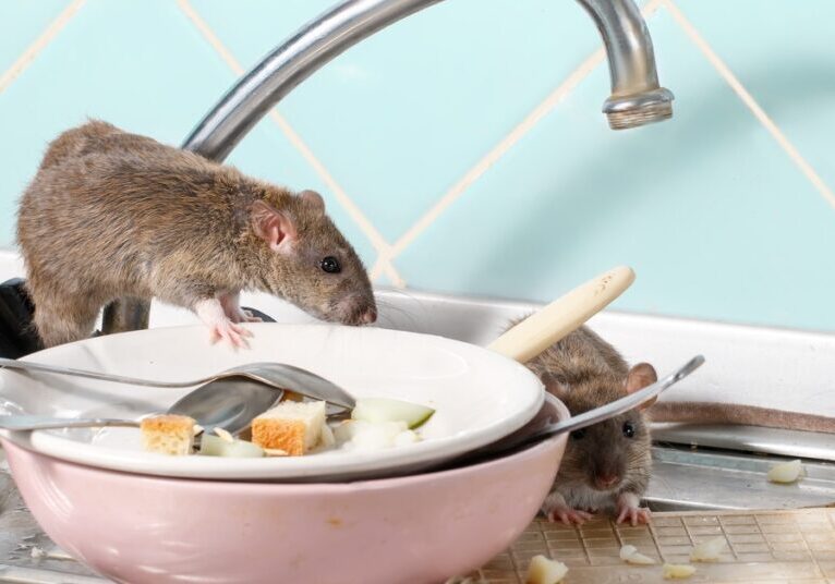 Two rats crawl on and around dirty dishes and silverware next to a sink. Its faucet hangs over one of the rodents.