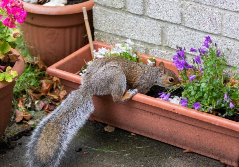 A gray squirrel sniffs around for food in potted plants, which are positioned against a gray brick wall.