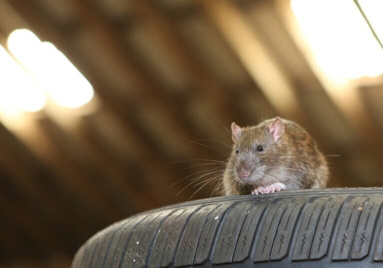 A brown and gray rat sits on top of a car tire in a garage. Overhead lights shine in the background.