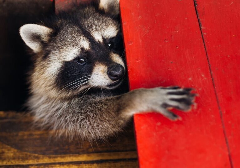 A raccoon reaches out between floorboards and grabs a piece of red-painted wood. It has a curious look on its face.
